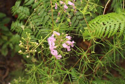 Stylidium nymphaeum, photographed by Em Lamond