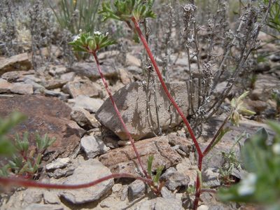 Ipomopsis polycladon, photographed by Matt Lavin