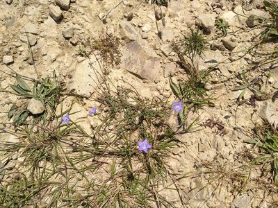 Wahlenbergia violacea, photographed by Leon Perrie
