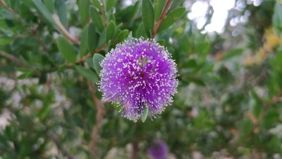 Melaleuca nesophila, photographed by Kim Lapere