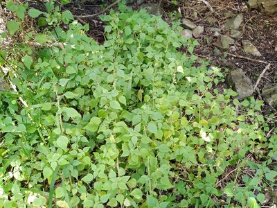 Parietaria debilis, photographed by Leon Perrie