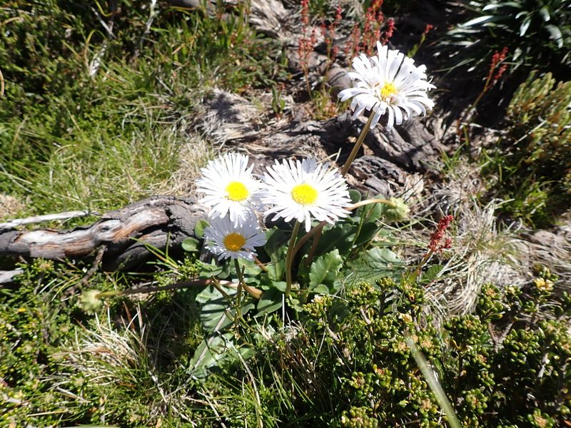 Brachyscome decipiens, photographed by Nina Kerr
