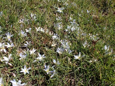 Herpolirion novae-zelandiae, photographed by Nina Kerr