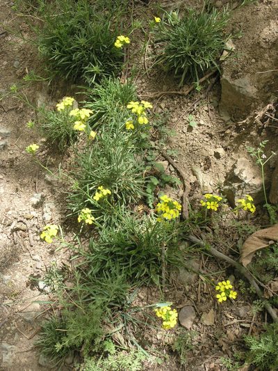 Erysimum grandiflorum, photographed by Oleg Kosterin