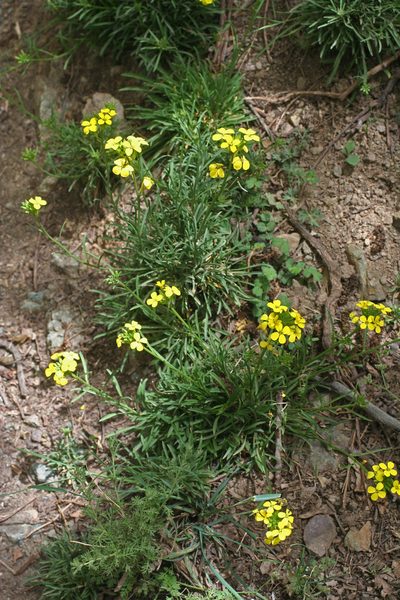Erysimum grandiflorum, photographed by Oleg Kosterin
