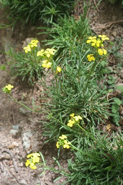 Erysimum grandiflorum, photographed by Oleg Kosterin