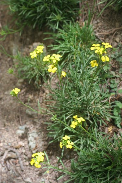 Erysimum grandiflorum, photographed by Oleg Kosterin