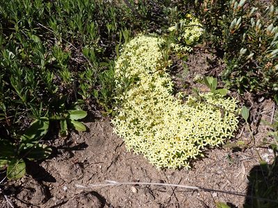 Stackhousia pulvinaris, photographed by Nina Kerr