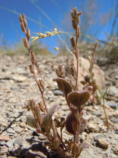 Phacelia incana, photographed by Matt Lavin