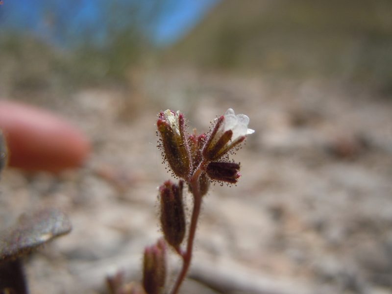 Phacelia incana, photographed by Matt Lavin