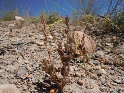 Phacelia incana, photographed by Matt Lavin