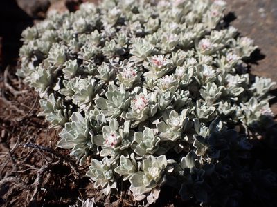 Ewartia nubigena, photographed by Nina Kerr