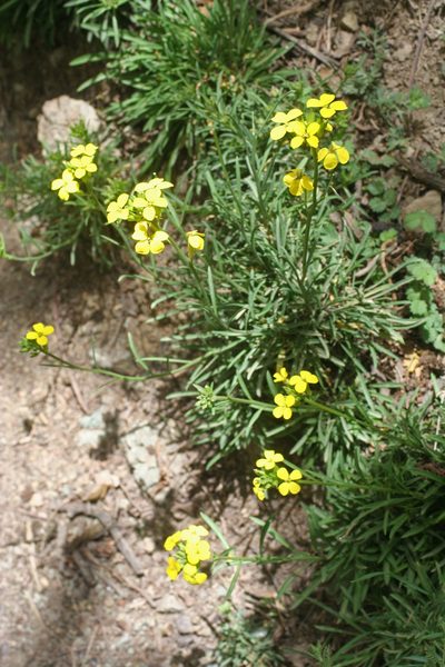 Erysimum grandiflorum, photographed by Oleg Kosterin