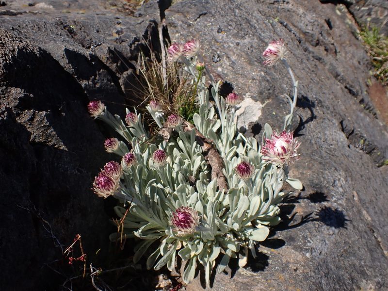 Leucochrysum alpinum, photographed by Nina Kerr