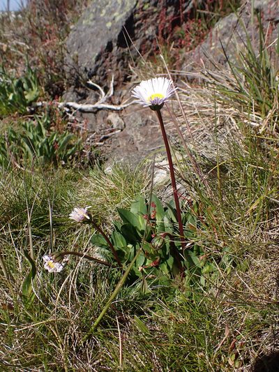 Brachyscome decipiens, photographed by Nina Kerr