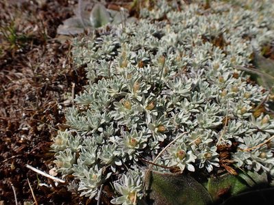 Argyrotegium nitidulum