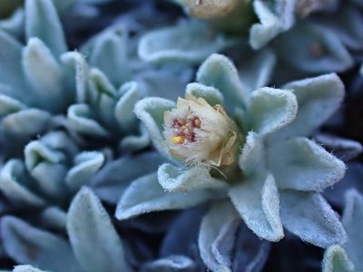 Argyrotegium nitidulum, photographed by Nina Kerr