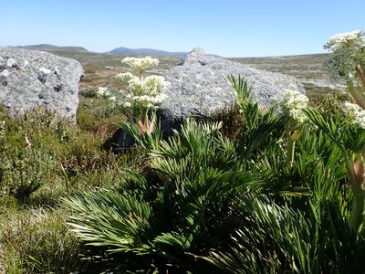 Aciphylla glacialis, photographed by Nina Kerr