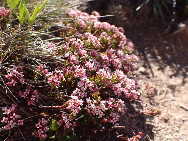 Pimelea alpina, photographed by Nina Kerr