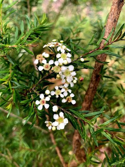 Sannantha pluriflora, photographed by Lukas Clews