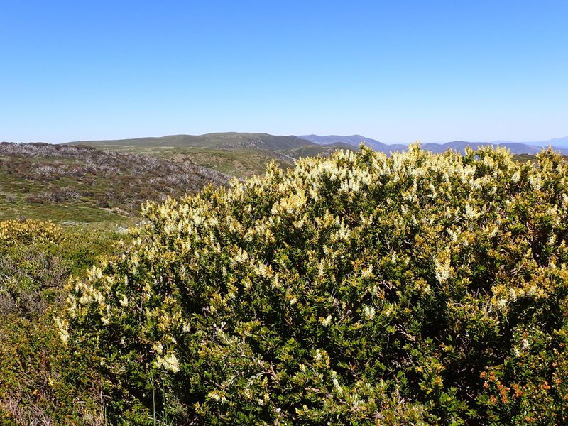 Orites lancifolius, photographed by Nina Kerr
