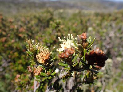 Phebalium squamulosum, photographed by Nina Kerr