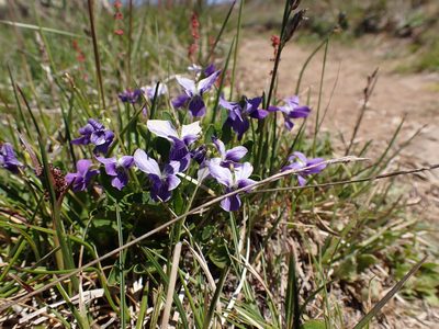 Viola betonicifolia, photographed by Nina Kerr