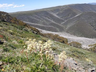 Aciphylla glacialis, photographed by Nina Kerr