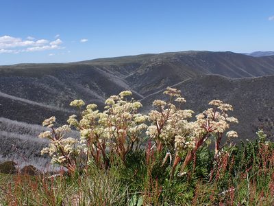 Aciphylla glacialis, photographed by Nina Kerr