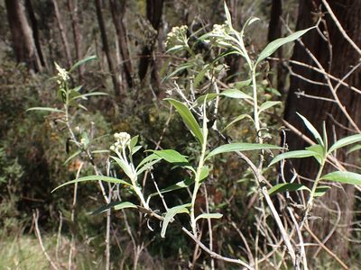 Ozothamnus stirlingii, photographed by Nina Kerr