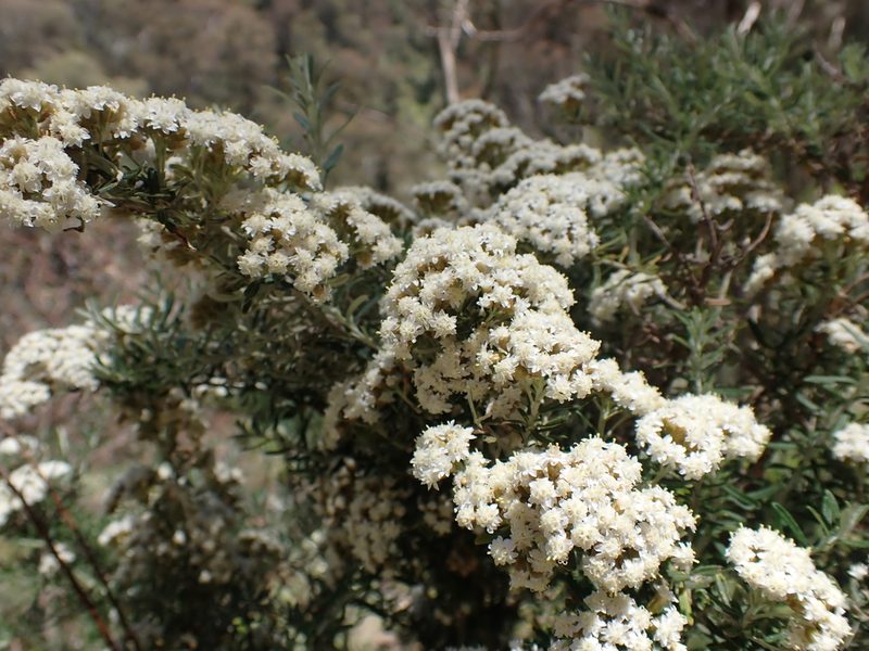 Ozothamnus secundiflorus, photographed by Nina Kerr