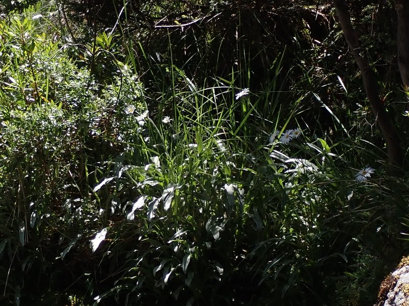 Celmisia sericophylla, photographed by Nina Kerr