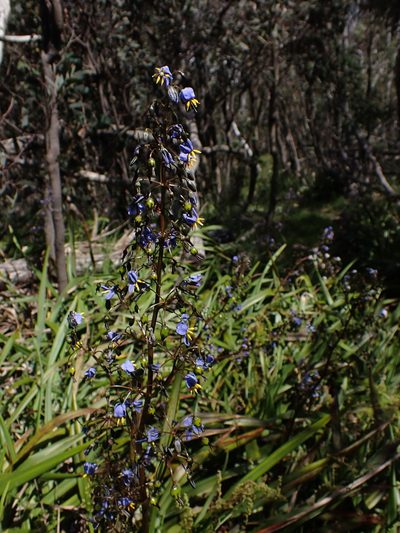 Dianella tasmanica, photographed by Nina Kerr