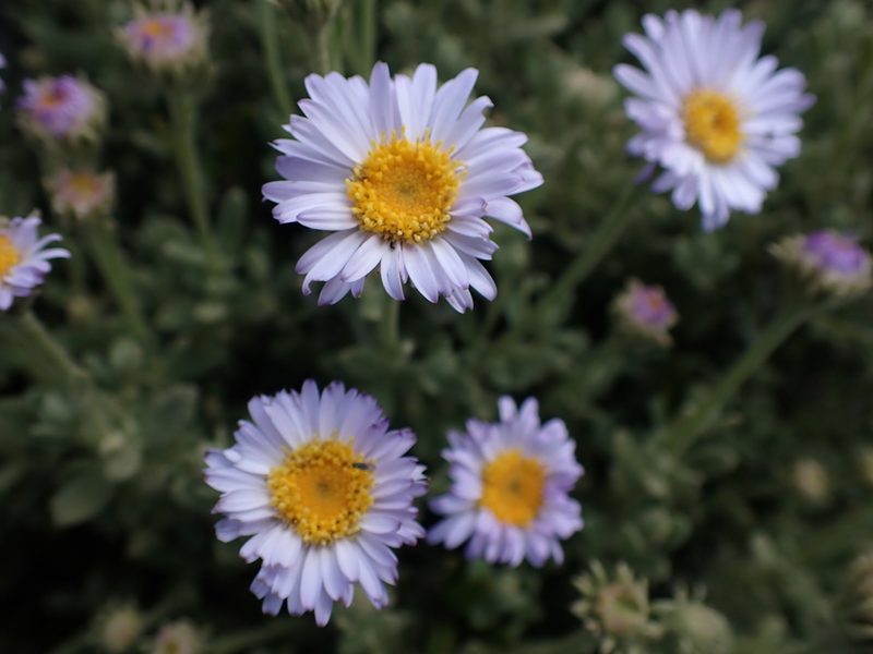Olearia frostii, photographed by Nina Kerr