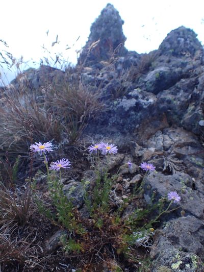 Brachyscome rigidula, photographed by Nina Kerr