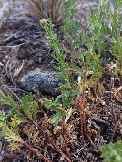 Brachyscome rigidula, photographed by Nina Kerr