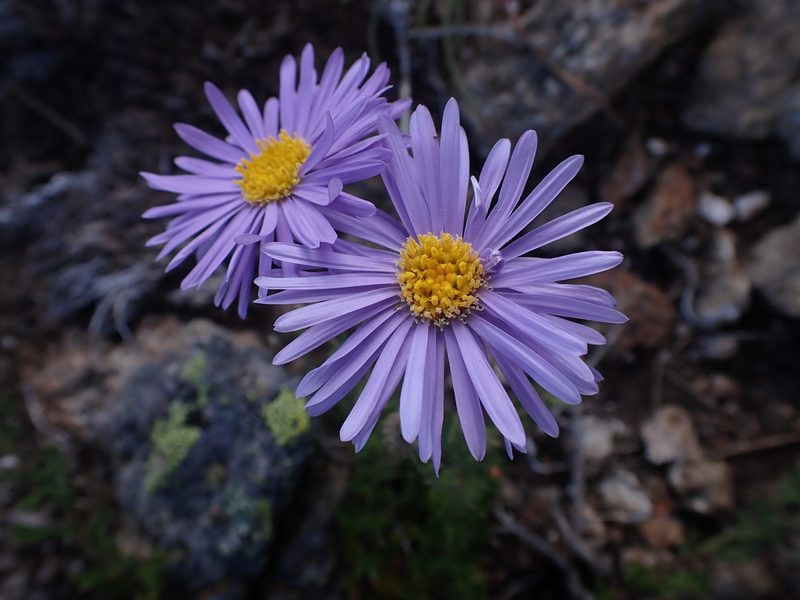 Brachyscome rigidula, photographed by Nina Kerr
