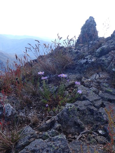 Brachyscome rigidula, photographed by Nina Kerr