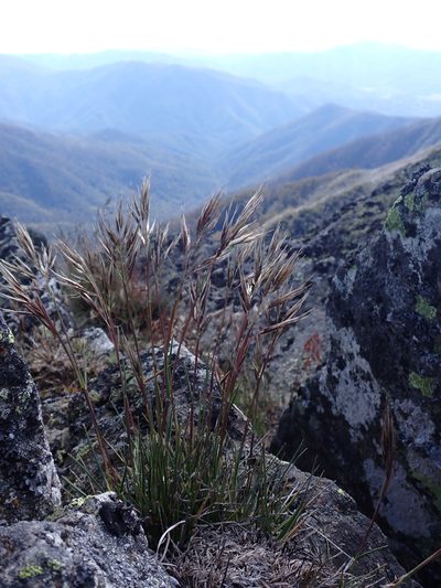 Rytidosperma alpicola, photographed by Nina Kerr