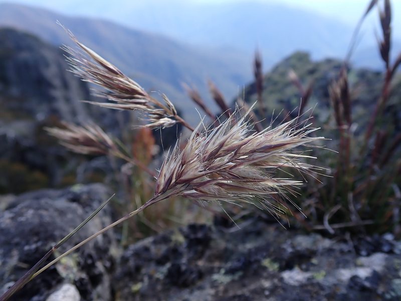 Rytidosperma alpicola, photographed by Nina Kerr