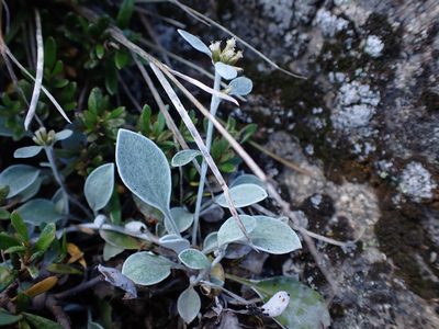 Euchiton umbricola, photographed by Nina Kerr