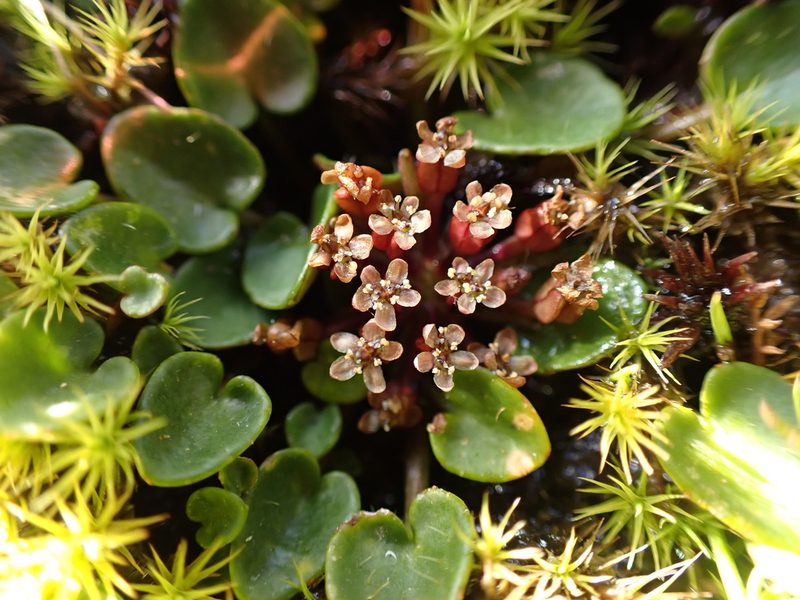 Diplaspis nivis, photographed by Nina Kerr