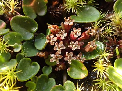 Diplaspis nivis, photographed by Nina Kerr