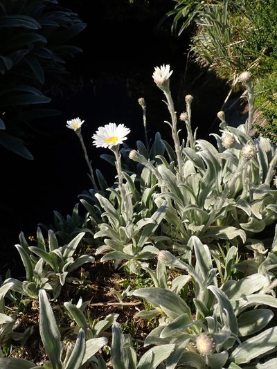 Celmisia sericophylla, photographed by Nina Kerr