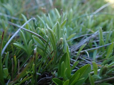 Argyrotegium poliochlorum, photographed by Nina Kerr