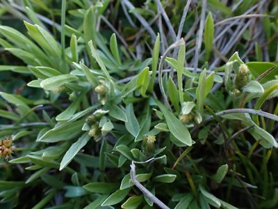 Argyrotegium poliochlorum, photographed by Nina Kerr