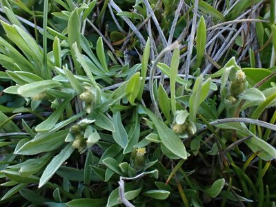 Argyrotegium poliochlorum, photographed by Nina Kerr