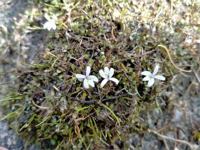 Isotoma rivalis, photographed by John Barkla