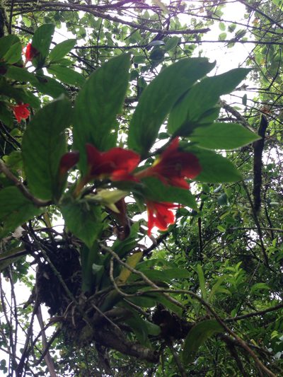 Columnea nicaraguensis, photographed by naturalist charlie