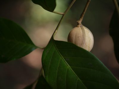 Aglaia lawii, photographed by Dinesh Valke